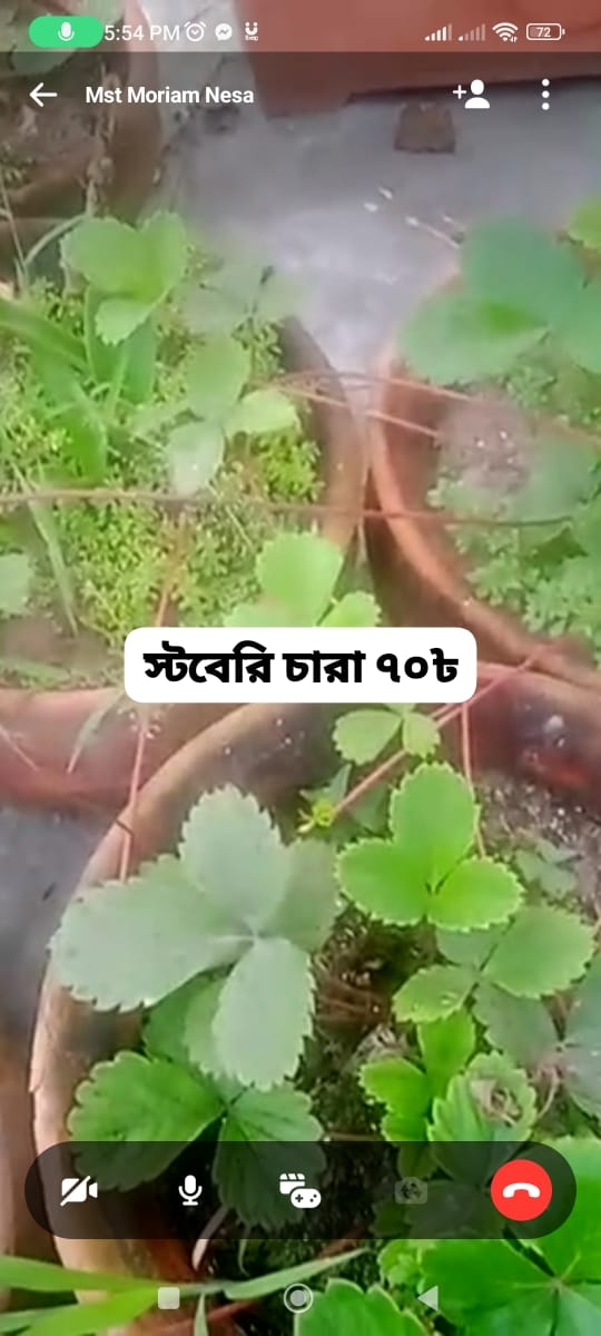 স্ট্রবেরি চারা