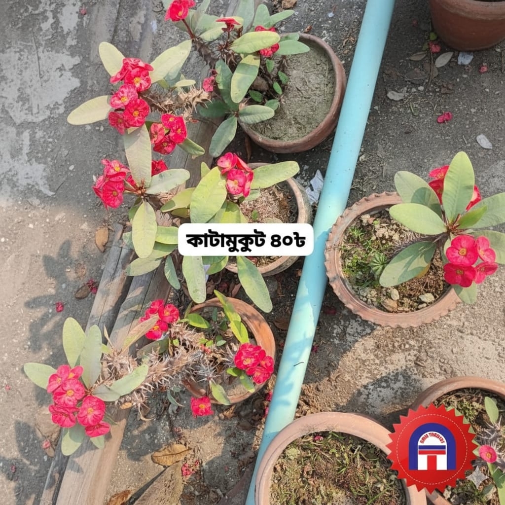 কাটা মুকুট